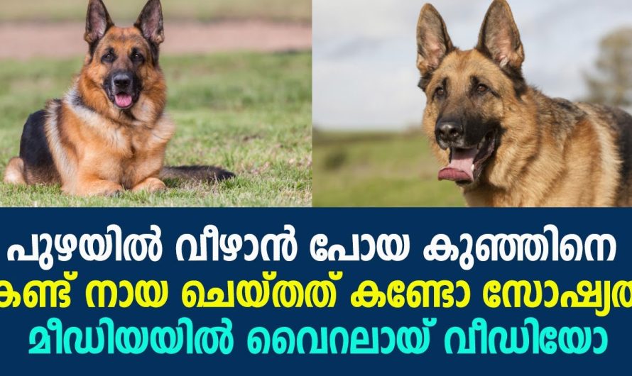 പുഴയിൽ വീഴാൻ പോയ കുഞ്ഞിനെ കണ്ട് നായ ചെയ്തത് കണ്ടോ സോഷ്യൽ മീഡിയയിൽ തരംഗമായ് വീഡിയോ !!!!
