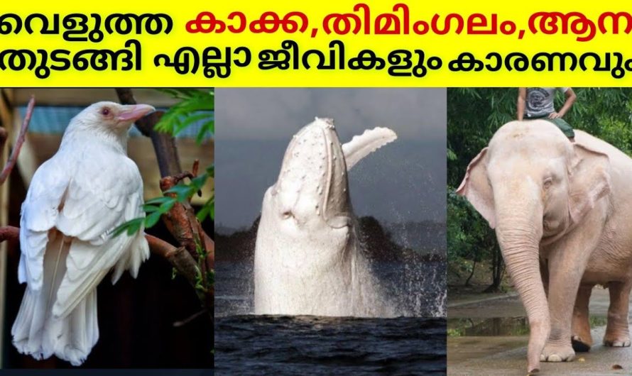 വെളുത്ത കാക്ക,തിമിംഗലം,ആന തുടങ്ങി എല്ലാ ജീവികളും.