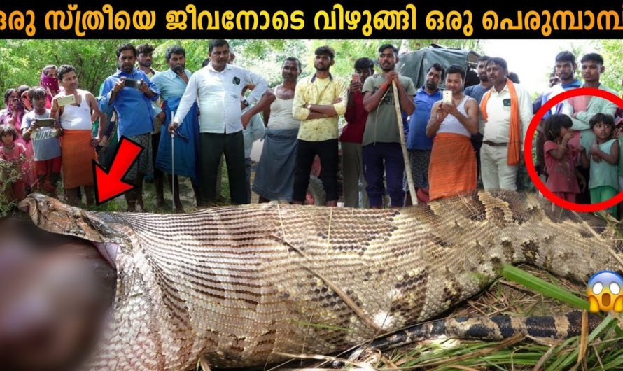 കാണാതായ സ്ത്രീയെ കണ്ടെത്തിയത് പാമ്പിന്റെ വയറ്റിൽ!