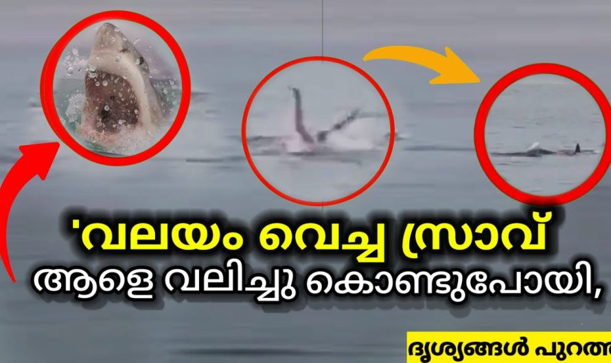 “നിലവിളി കേട്ടാണ് ആളുകൾ ശ്രദ്ധിക്കുന്നത് 🥺പക്ഷേ രക്ഷിക്കാൻ കഴിഞ്ഞില്ല.