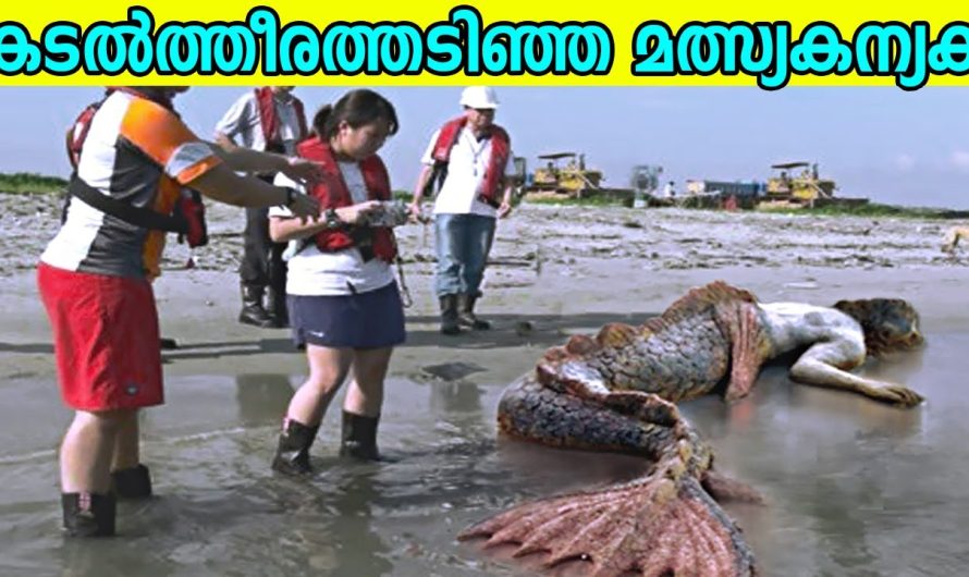 കടൽത്തീരത്തടിഞ്ഞ മത്സ്യകന്യകയുടെ ജഡം മുതൽ അത്ഭുതപെടുത്തുന്ന സംഭവങ്ങൾ