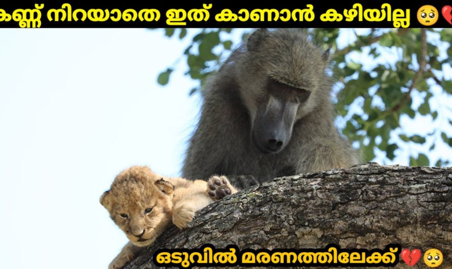 ഇവർ സിംഹക്കുട്ടികളെ മോഷ്ടിക്കുന്നത് ഇതിനുവേണ്ടിയാണ്..😱