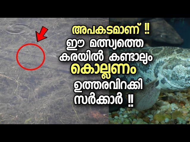 അപകടകാരിയായ മത്സ്യം ! കരയിൽ കണ്ടാലും വിടരുത്