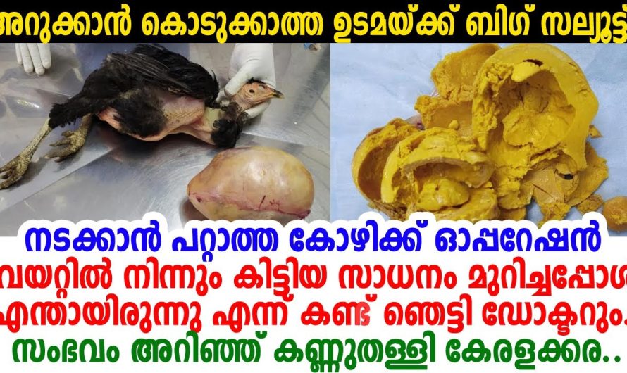 മാന്നാറിലെ കോഴിയുടെ വയറ്റില്‍നിന്നും ഓപ്പറേറ്റ് ചെയ്ത് എടുത്ത സാധനംകണ്ട് ഡോക്ടറുംഞെട്ടി; സംഭവംവൈറല്‍