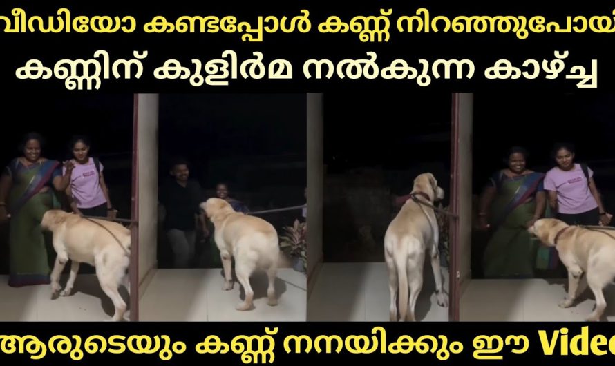 ആരുടെയും കണ്ണ് നനയിക്കും ഈ വീഡിയോ… കണ്ണിന് കുളിർമ നൽകുന്ന കാഴ്ച്ച..