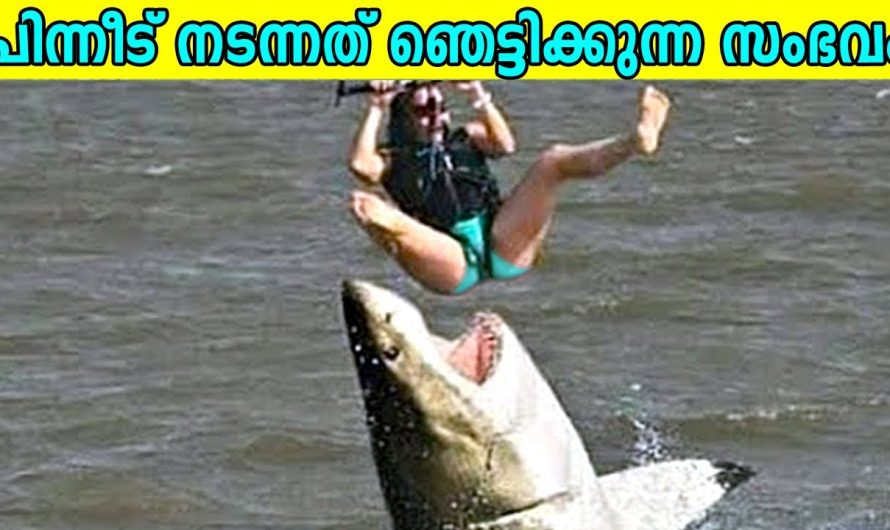 സന്ദർശകരെ അത്ഭുതപ്പെടുത്തിയ മൃഗങ്ങൾ