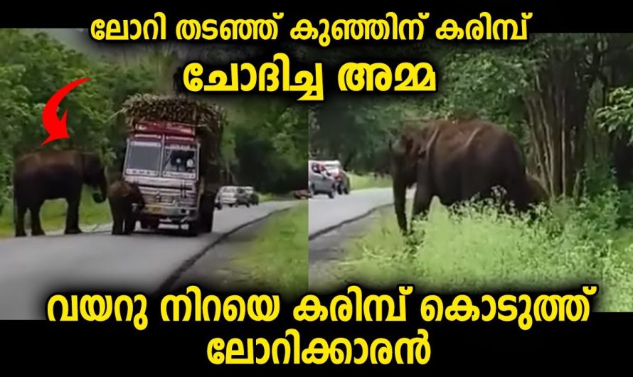 ഇതാണ് അമ്മ…വാഹനം തടഞ്ഞു ഭക്ഷണം ചോദിച്ച കാഴ്ച…വയറു നിറയെ കിട്ടി