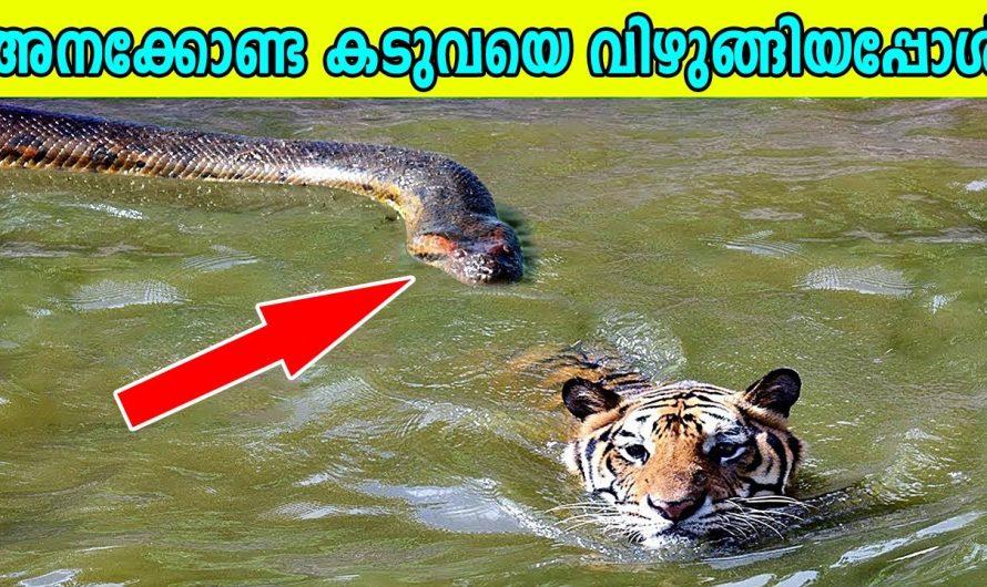 ജന്തു ലോകത്തെ അമ്പരപ്പിക്കുന്ന പോരാട്ടങ്ങൾ