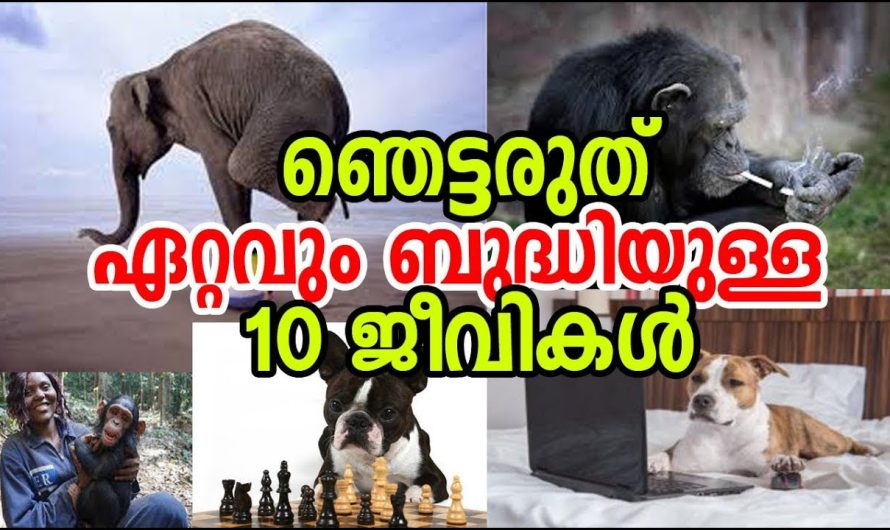 ലോകത്തെ ഏറ്റവും ബുദ്ധിയുള്ള 10 ജന്തുക്കള്‍