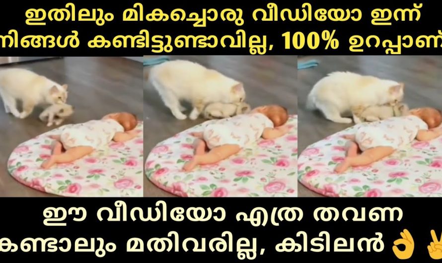 ഈ വീഡിയോ എത്ര തവണ കണ്ടാലും മതിവരില്ല, അത്രക്കും കിടിലൻ👌✌️