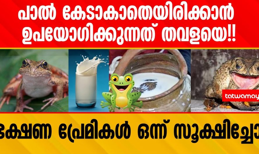 പാൽ കേടാകാതെയിരിക്കാൻ ഉപയോഗിക്കുന്നത് തവളയെ!!