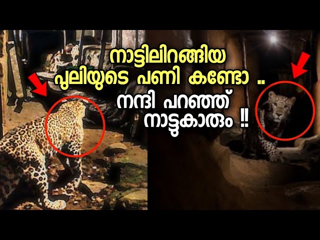 നാട്ടിലിറങ്ങുന്ന പുലി ചെയ്യുന്നത്