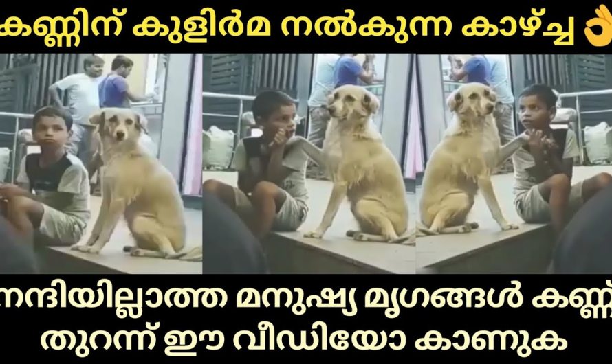 നന്ദിയില്ലാത്ത മനുഷ്യ മൃഗങ്ങൾ കണ്ണ് തുറന്ന് ഈ വീഡിയോ കാണുക😣
