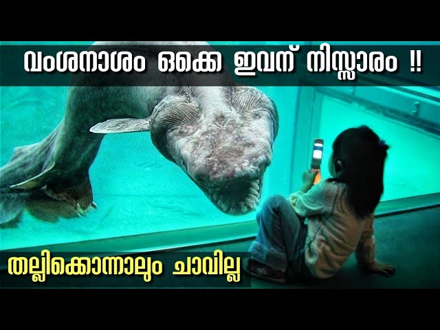 വംശനാശം സംഭവിക്കാത്ത പ്രാചീന ജീവികൾ