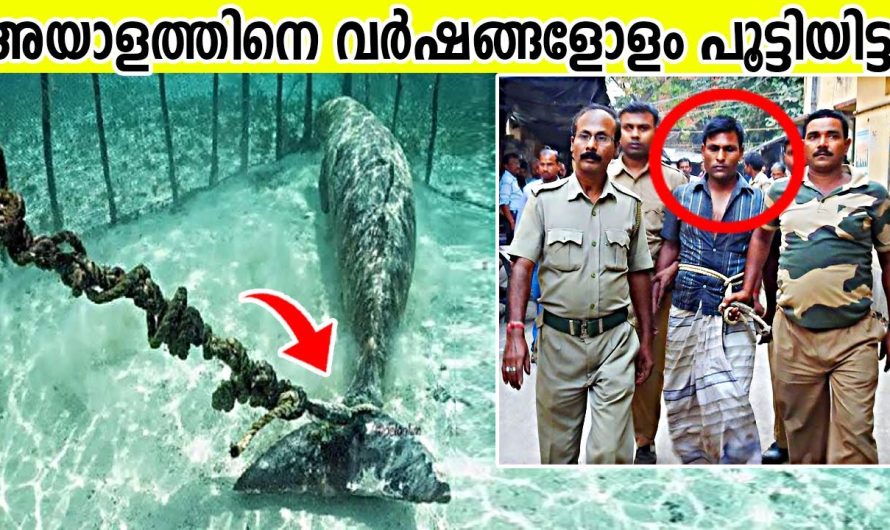 വർഷങ്ങളോളം സ്രാവിനെ പൂട്ടിയിട്ട യുവാവ്