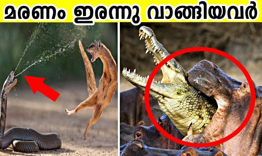 തെറ്റായ എതിരാളികളുമായി പോരാടി മരണം ഇരന്നു വാങ്ങിയ ജീവികൾ