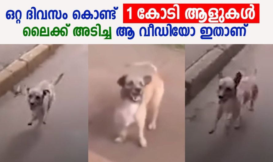 ഒറ്റ ദിവസം കൊണ്ട് 1 കോടി ആളുകൾ ലൈക്ക് അടിച്ച ആ വീഡിയോ ഇതാണ്