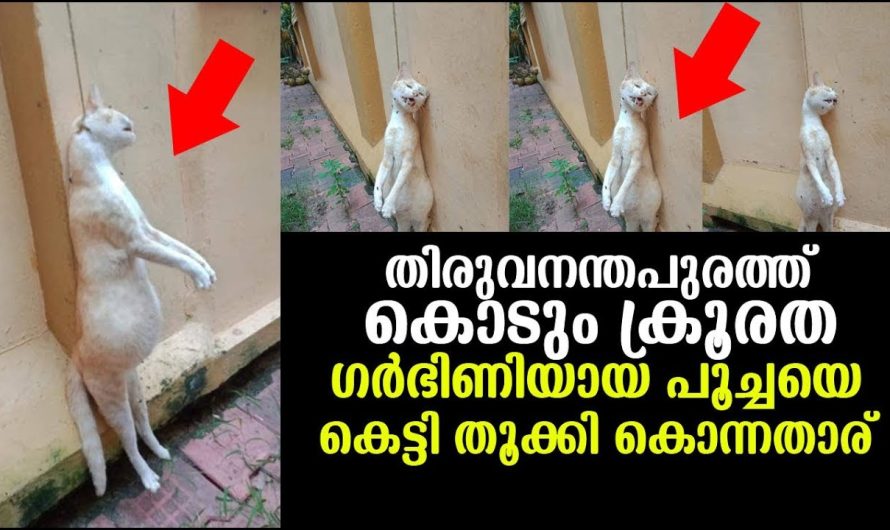 ഗര്‍ഭിണി ആയ പൂച്ചയെ കെട്ടി തൂക്കി ! കൊടും ക്രൂ.ര.ത തിരുവനന്തപുരത്തു