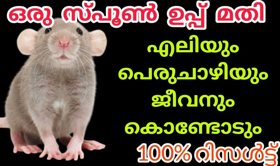 എലിയും പെരുചാഴിയും തലതെറിച്ചോടും ഇങ്ങനെ ചെയ്തുനോക്കൂ 100% റിസൾട്ട്‌