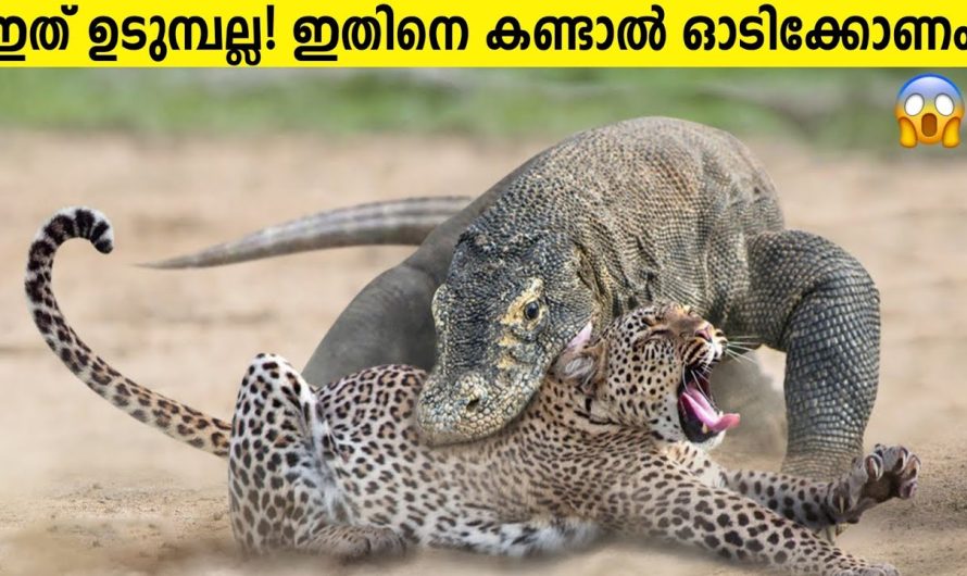 ഈ ജീവിയെ കണ്ടാൽ ഓടി രക്ഷപ്പെടണം!