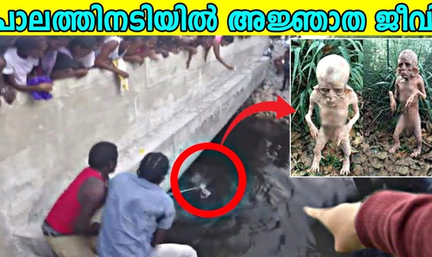 പാലത്തിനടിയിൽ നിന്നും അജ്ഞാത ജീവിയെ കണ്ടെത്തിയപ്പോൾ |