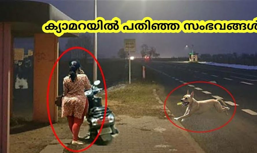 മനുഷ്യരെ രക്ഷിച്ച മൃഗങ്ങൾ |unbelievable വൈറൽ വീഡിയോസ്