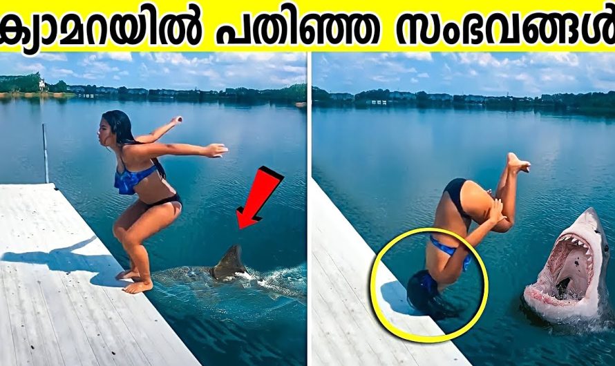 ഇതൊക്കെ കണ്ടാലും വിശ്വസിക്കില്ല