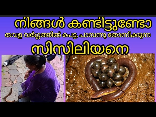 🐍🐍 തവള വർഗ്ഗത്തിൽ പെട്ട സിസിലിയൻസിനെ കണ്ടാൽ പാമ്പ് എന്ന്തൊന്നും