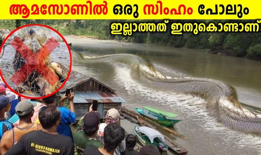 എന്ത്കൊണ്ടാണ് ആമസോണിൽ സിംഹങ്ങൾ ഇല്ലാത്തത്?