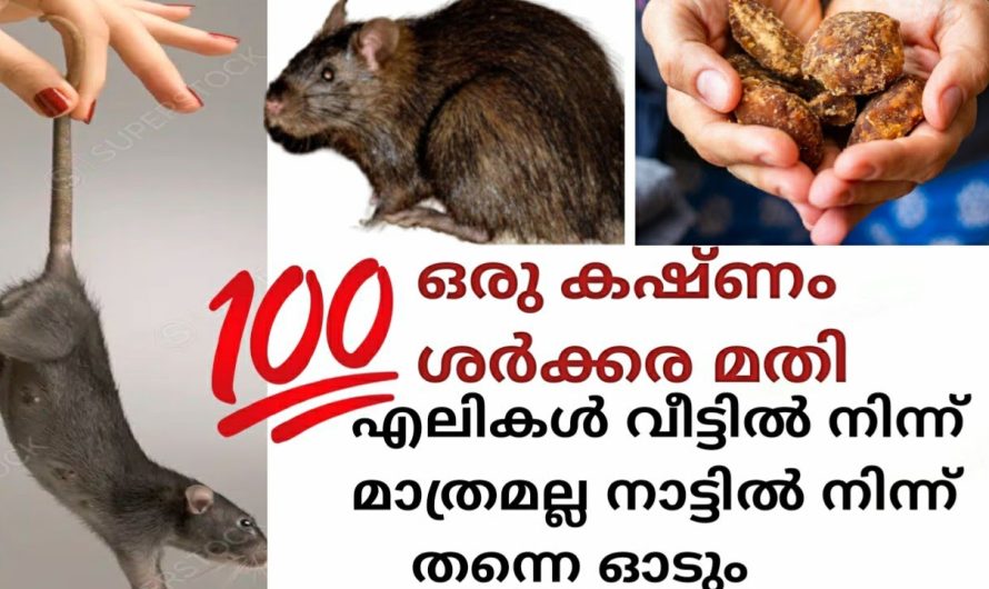 ഒരു ശർക്കര കഷ്ണം മതി 100% എലി, പെരുച്ചാഴി വീട്ടിൽ നിന്നും ഒഴിവാക്കാം