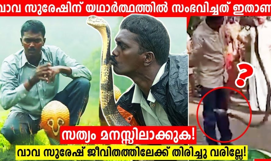 വാവ സുരേഷിന് സത്യത്തിൽ സംഭവിച്ചത് ഇതാണ്! പാമ്പ് കടിച്ചാൽ ശരീരത്തിന് സംഭവിക്കുന്നത്!