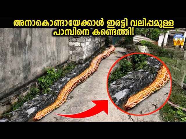 ലോകത്തിൽ ഇന്നേ വരെ പിടിക്കപ്പെട്ട ഏറ്റവും വലിയ പാമ്പുകൾ!