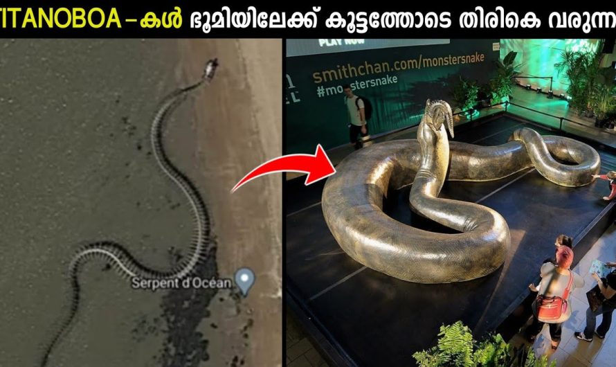 Titanoboa-കൾ ഭൂയിലേക്ക് തിരികെ വരുന്നു?!