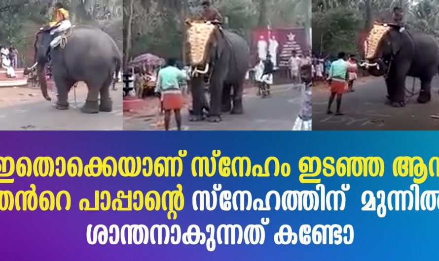 ഇതൊക്കെയാണ് സ്നേഹം ഇടഞ്ഞ ആന തൻറെ പാപ്പാന്റെ സ്നേഹത്തിന് മുന്നിൽ ശാന്തനാകുന്നത് കണ്ടോ !!!