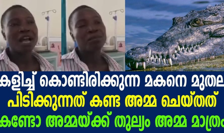 കളിച്ച് കൊണ്ടിരിക്കുന്ന മകനെ മുതല പിടിക്കുന്നത് കണ്ട അമ്മ ചെയ്തത് കണ്ടോ !!!