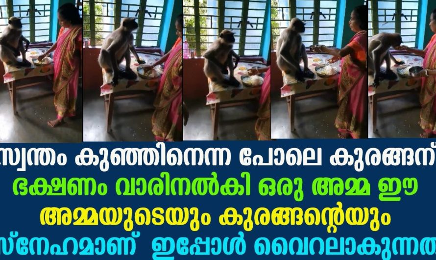 കുരങ്ങന് ഭക്ഷണം വാരിനൽകി ഒരു അമ്മ ഈ അമ്മയുടെയും കുരങ്ങന്റെയും സ്നേഹമാണ് ഇപ്പോൾ വൈറലാകുന്നത് !!!