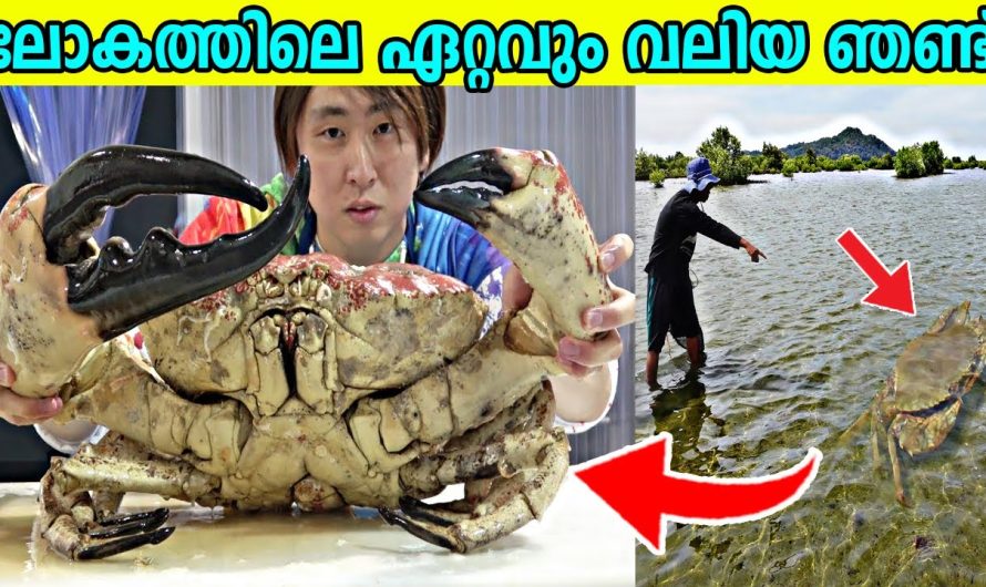 ലോകത്തുളെ ഏറ്റവും വലിയ ഞണ്ടിനെ കണ്ടെത്തിയപ്പോൾ