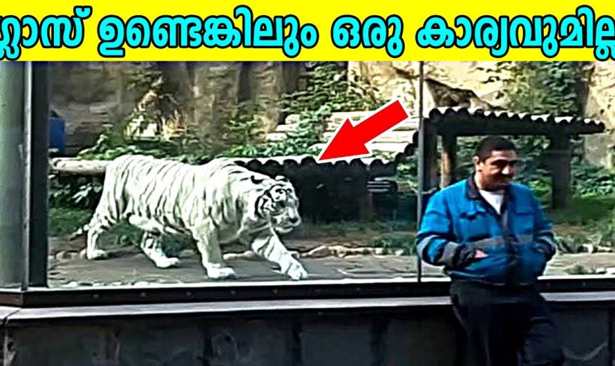 കാണുന്നപോലെ അല്ല ,ചില്ലിനു വലിയ ബലമൊന്നും ഇല്ല