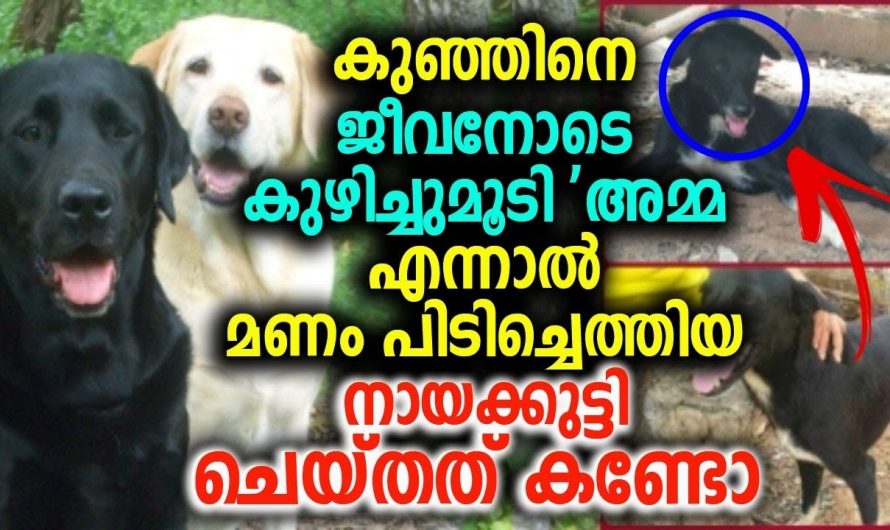 മണം പിടിച്ചെത്തിയ നായക്കുട്ടി ചെയ്തത് കണ്ടോ !!!!!!!