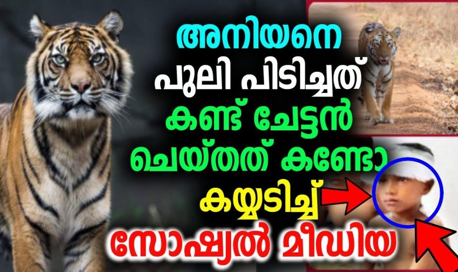 അനിയനെ പുലി പിടിച്ചത് കണ്ട് ജീവൻ പണയം ചേട്ടൻ ചെയ്തത് കണ്ടോ കയ്യടിച്ച് സോഷ്യൽ മീഡിയ !!!!!