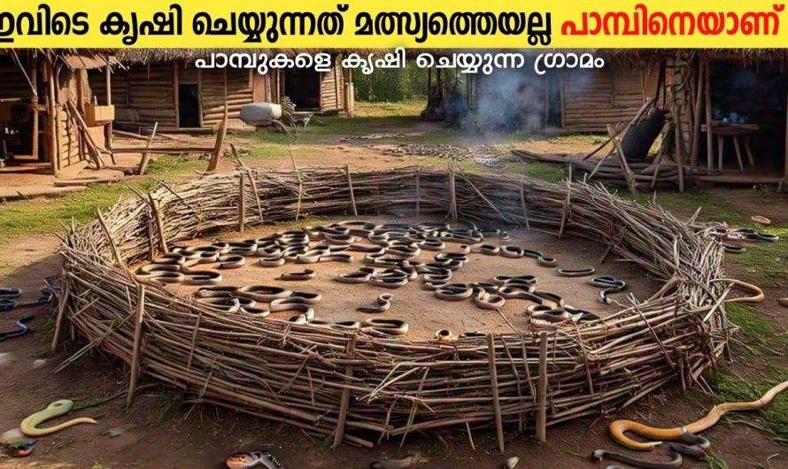 പാമ്പുകളെ ഒമനിച്ചുവളർത്തുന്ന ഗ്രാമം