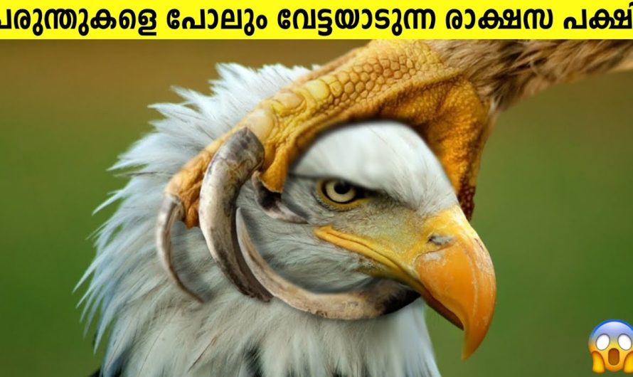 ഈ പക്ഷികളെ കണ്ടാൽ ഓടി രക്ഷപ്പെടണം!