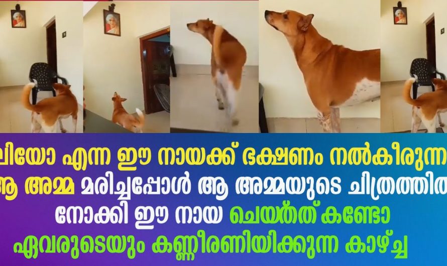 ഈ നായക്ക് ഭക്ഷണം നൽകീരുന്ന ആ അമ്മ മരിച്ചപ്പോൾ ഈ നായ ചെയ്‌തത്‌ കണ്ടോ !!
