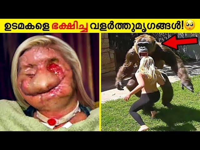 എല്ലാവരുടെയും മുന്നിൽ വെച്ച് ഉടമസ്ഥരെ തിന്നുന്ന അവിശ്വസനീയമായ വളർത്തുമൃഗങ്ങൾ.