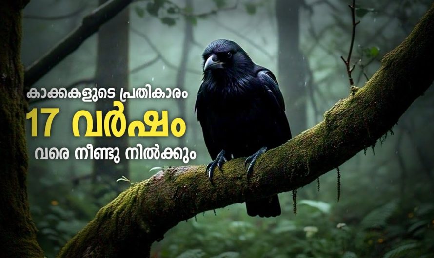 കാക്കകൾ അത്ര നിസ്സാരക്കാരല്ല കേട്ടോ! അവരുടെ പ്രതികാരം അത്ര ചെറുതല്ല