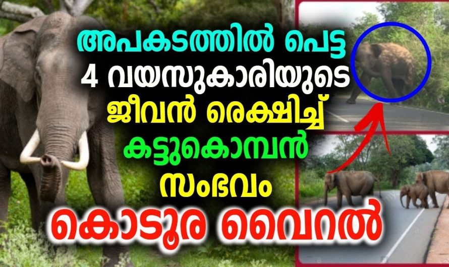 അപകടത്തിൽ പെട്ട 4 വയസുകാരിയുടെ ജീവൻ രെക്ഷിച്ച് കട്ടുകൊമ്പൻ സംഭവം വൈറൽ !!!