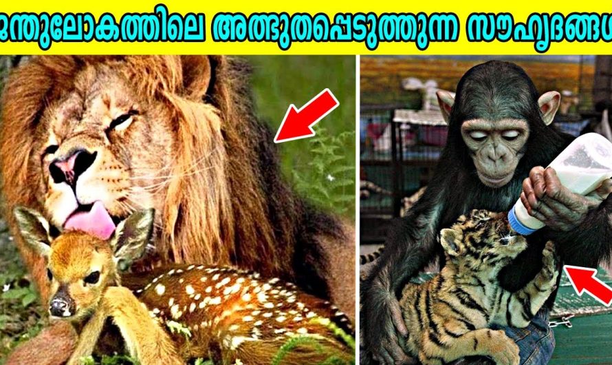 ജന്തുലോകത്തിലെ അത്ഭുതപ്പെടുത്തുന്ന സൗഹൃദങ്ങൾ