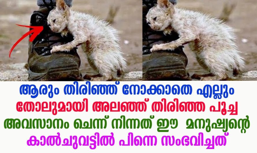 എല്ലും തോലുമായി നടന്ന പൂച്ച അവസാനം ചെന്ന് നിന്നത് ഈ മനുഷ്യന്റെ കാൽചുവട്ടിൽ പിന്നെ സംഭവിച്ചത് !!!!