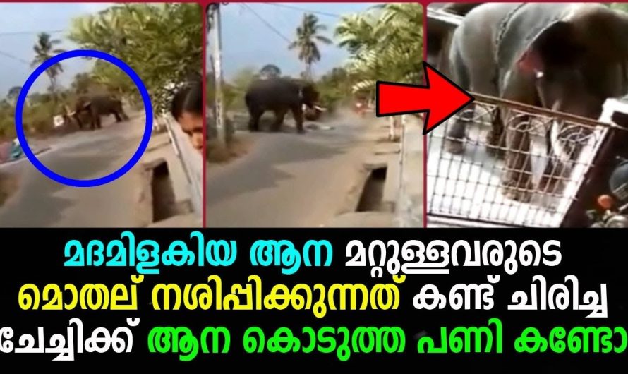 മദമിളകിയ ആനയെ കണ്ട് ചിരിച്ച ചേച്ചിക്ക് ആന കൊടുത്ത പണി കണ്ടോ !!!!!