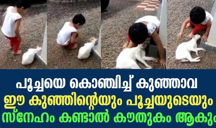 പൂച്ചയെ കൊഞ്ചിച്ച് കുഞ്ഞാവ ഈ കുഞ്ഞിന്റെയും പൂച്ചയുടെയും സ്നേഹം കണ്ടോ !!!!